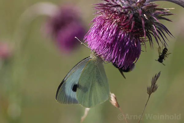 A cabbage white butterfly (Pieris brassicae) resting on a leaf