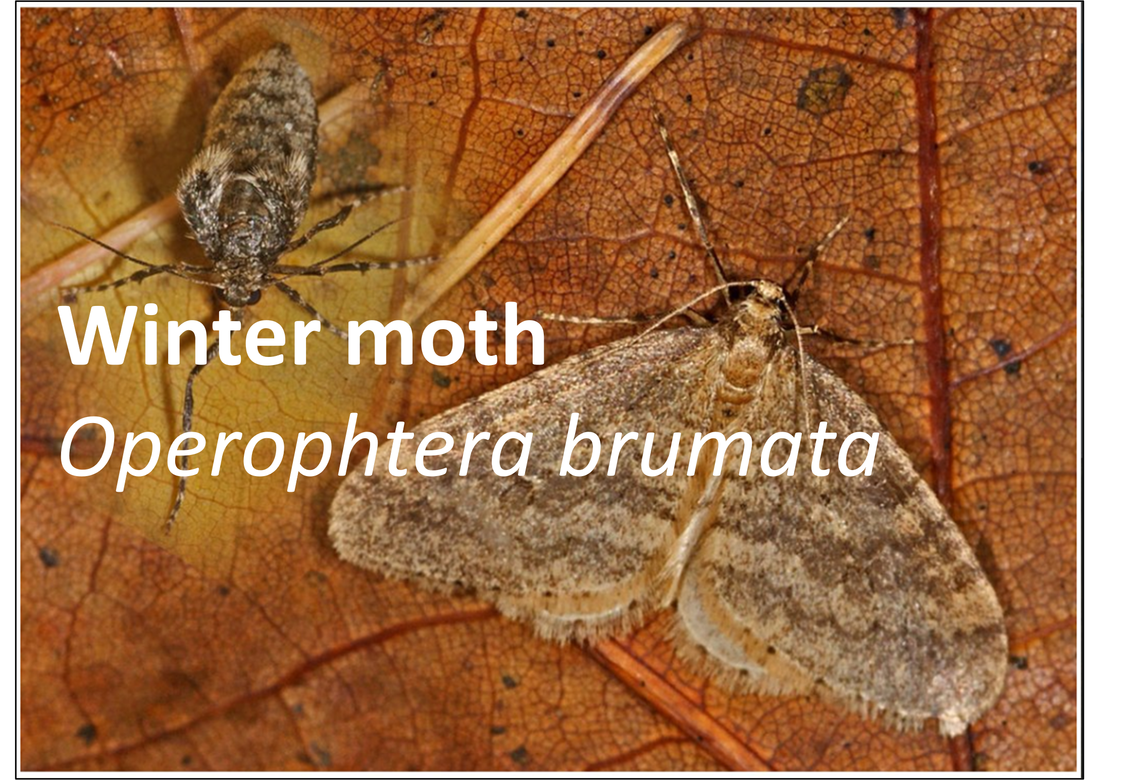 A winter moth (Operophtera brumata) resting on an oak leaf